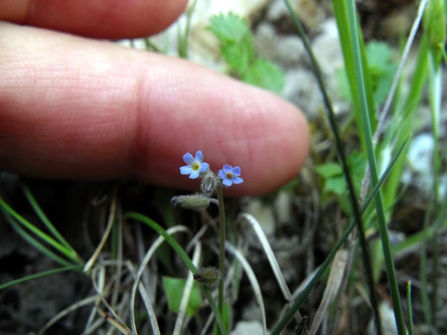 Myosotis (?) rupestre dal Gargano da ID